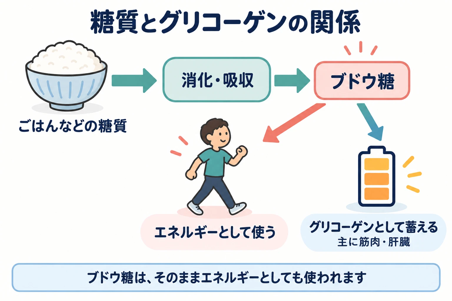 ごはんなどのでんぷんは消化・吸収を経てブドウ糖になり、エネルギーに使われたり、グリコーゲンとして主に筋肉と肝臓に蓄えられたりする。